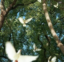 示弱 (明明是你犯錯)